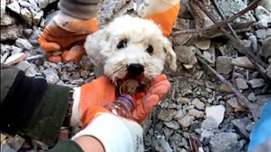 Vídeo impressionante mostra momento em que cão é resgatado do meio dos escombros na Turquia