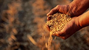Cinco países pedem prolongamento de restrições a cereais ucranianos