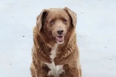 Bobi, cão mais velho do mundo