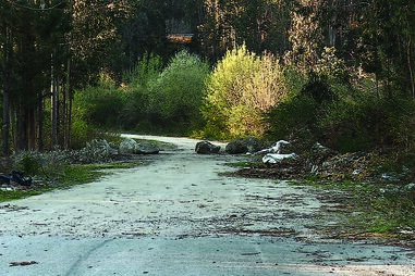 Paços de Ferreira, eucalipto, morte