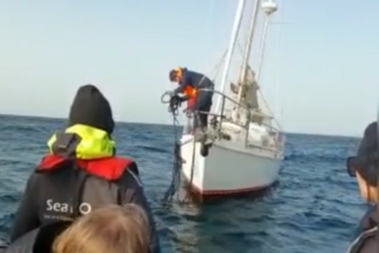 Grupo de orcas ataca veleiro com sete tripulantes a bordo em Sesimbra