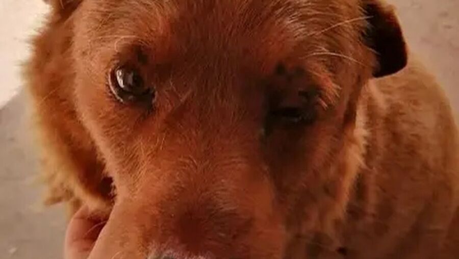 O cão mais velho do mundo é português e bate recorde mundial do Guinness 