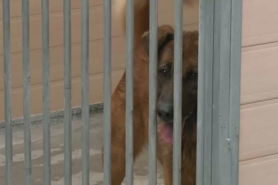 10 mil crimes de maus-tratos a animais sem castigo