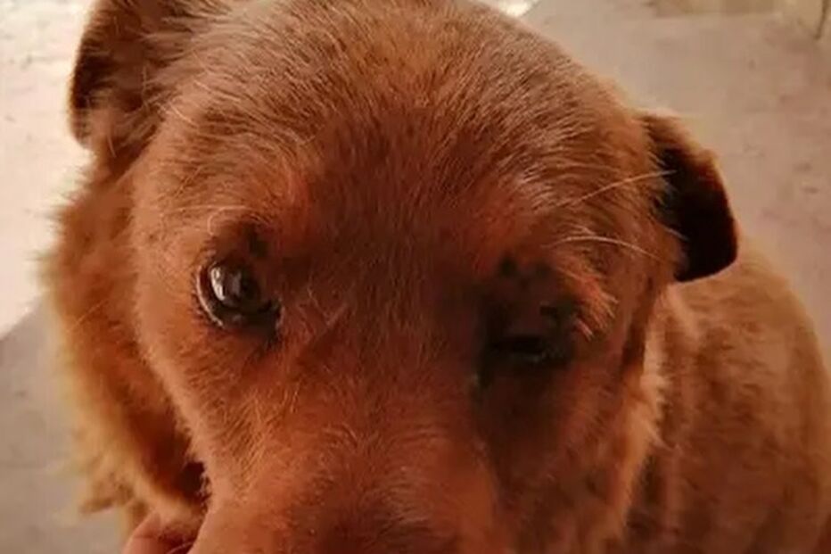 Bobi completou 30 anos no dia 1 de fevereiro