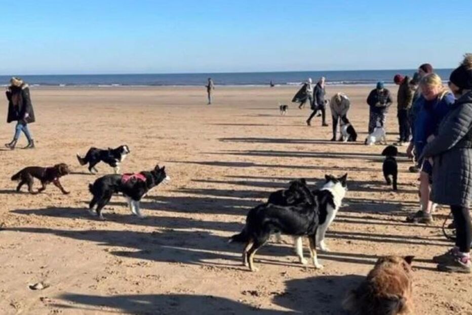 Cadela em fase terminal de cancro faz caminhada final rodeada por outros cães e amantes de animais