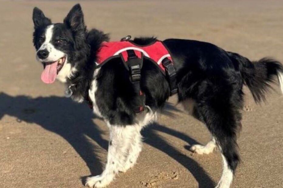 Cadela em fase terminal de cancro faz caminhada final rodeada por outros cães e amantes de animais