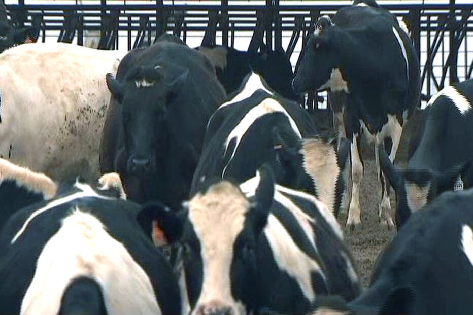 Espanha detecta um caso de doença atípica das vacas loucas