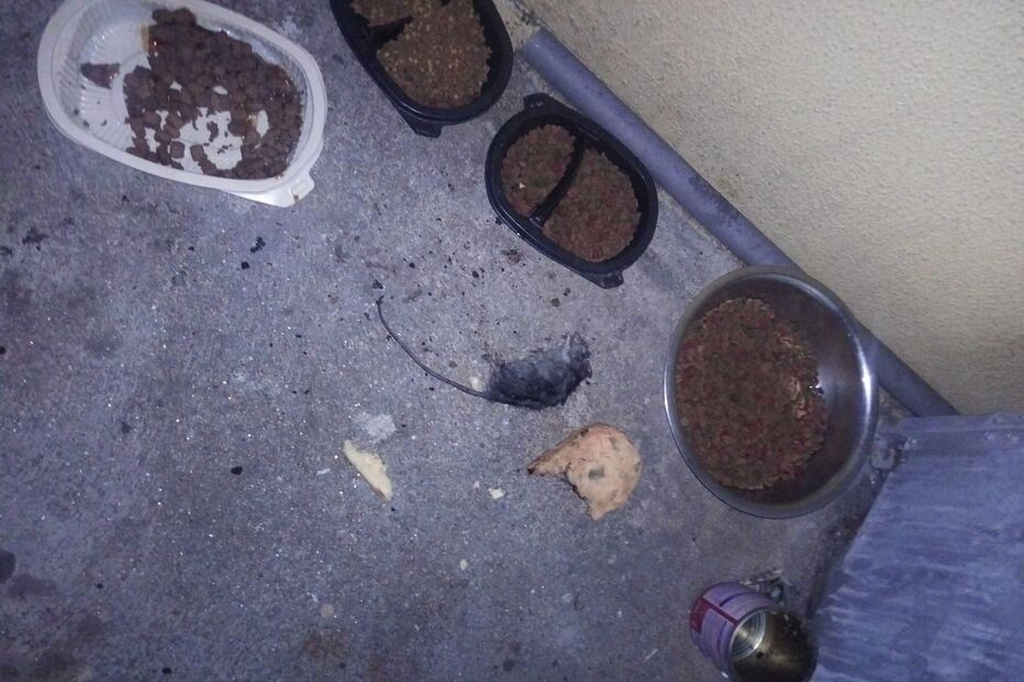 Doze gatos envenenados em Viana do Castelo