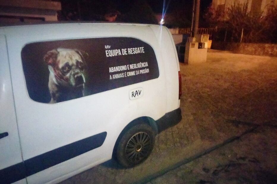 Doze gatos envenenados em Viana do Castelo