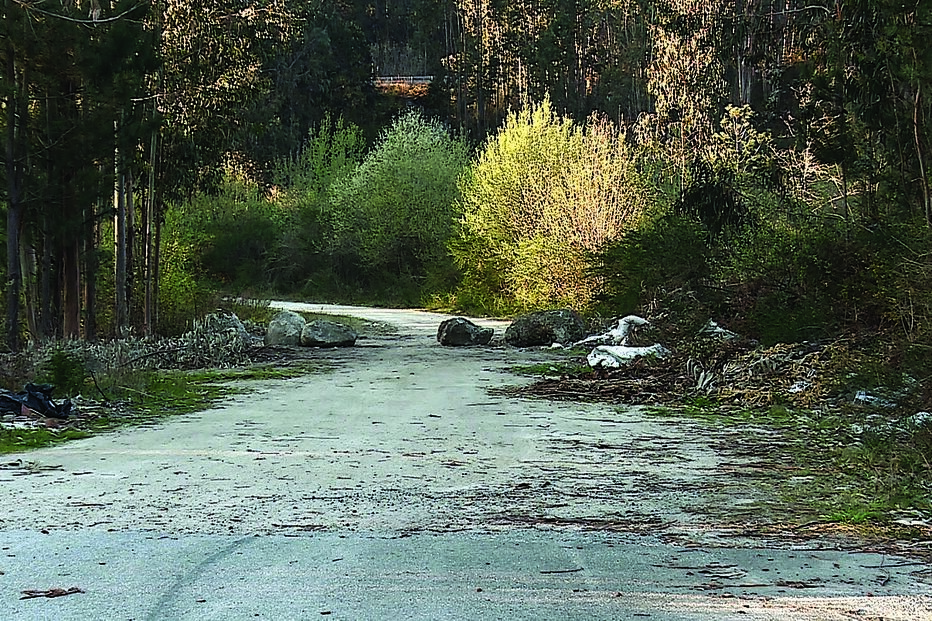 Paços de Ferreira, eucalipto, morte