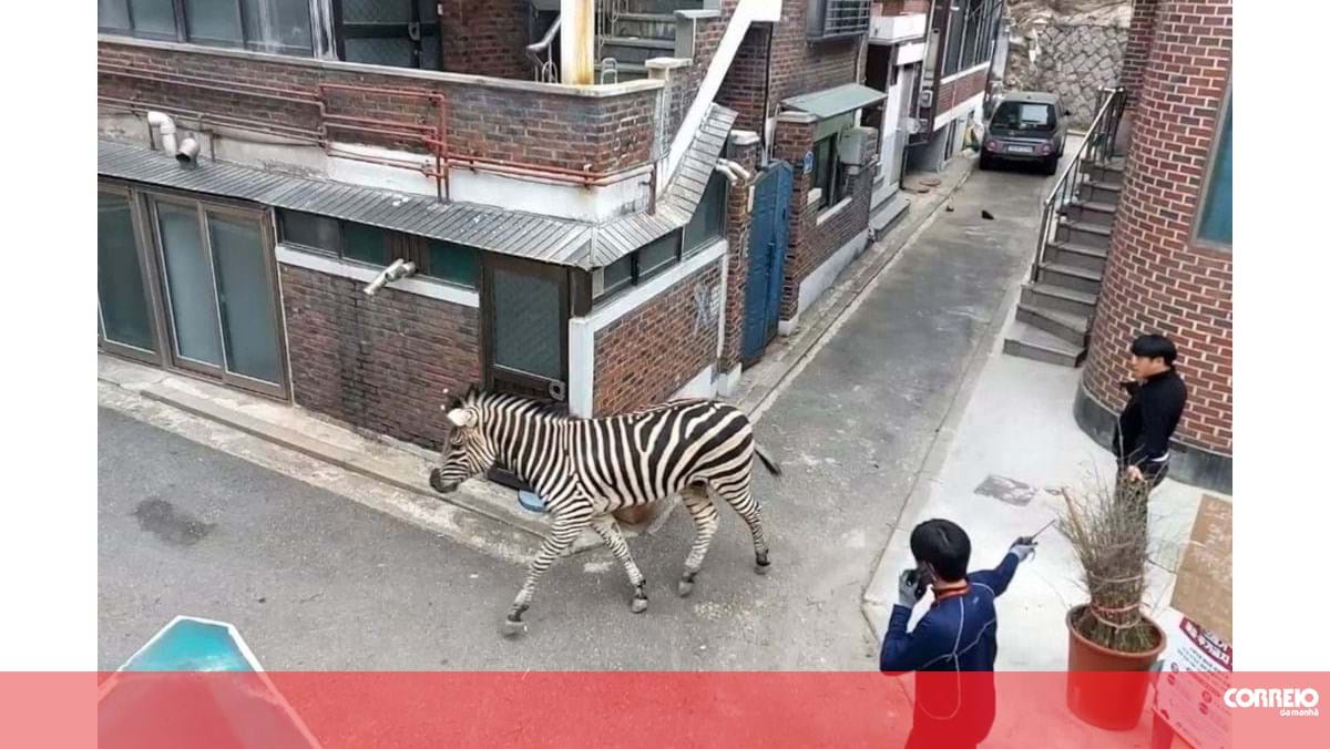 Zebra foge de jardim zoológico na Coreia do Sul depois da morte dos pais
