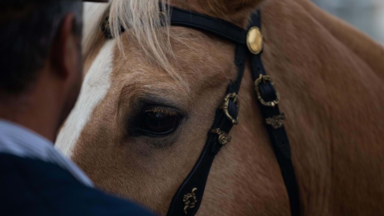 Saiba como são transportados os cavalos para os Jogos