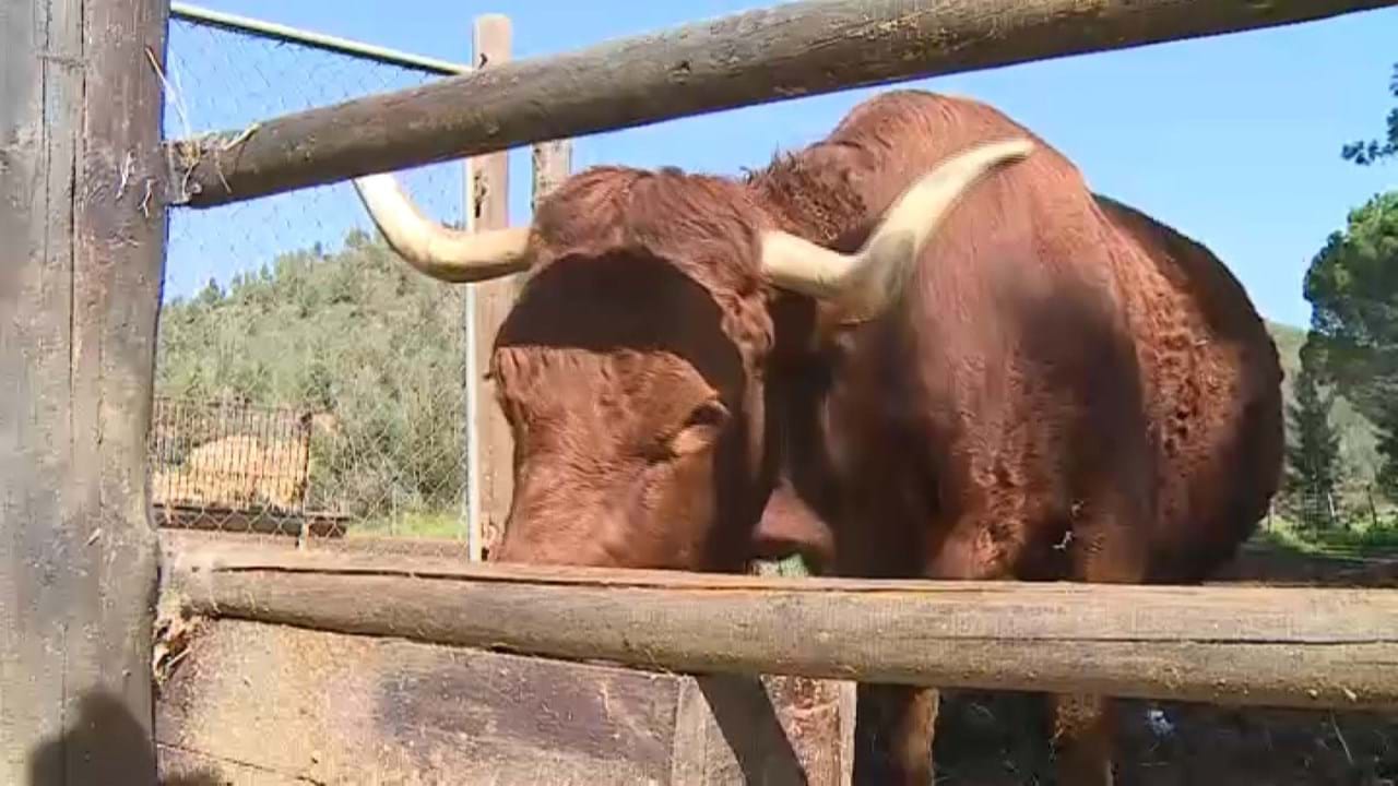 Vaca ajudou a capturar touro - Sociedade - Correio da Manhã