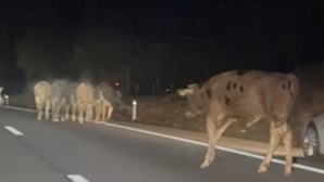 Camião de transporte de animais despista-se e vacas invadem A7 em Famalicão