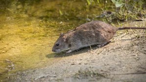Cidade costeira invadida por "ratos do tamanho de gatos"