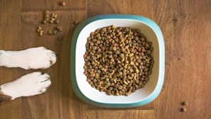 Comer ração para cão para uma dieta rica em proteína: Nova tendência do TikTok assusta os médicos