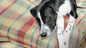 Tribunal decide se dona de cão é quem adota e cria ou quem vacina e castra