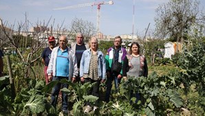 Câmara de Lisboa dá uma semana a moradores de Marvila para abandonarem hortas que cultivam há 30 anos