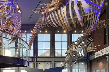 New Bedford Whaling Museum