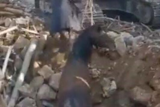 Imagens mostram cavalo a ser resgatado dos escombros 21 dias após sismos na Turquia