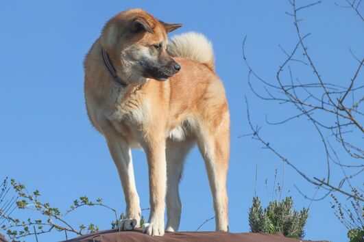 Cão de raça Akita