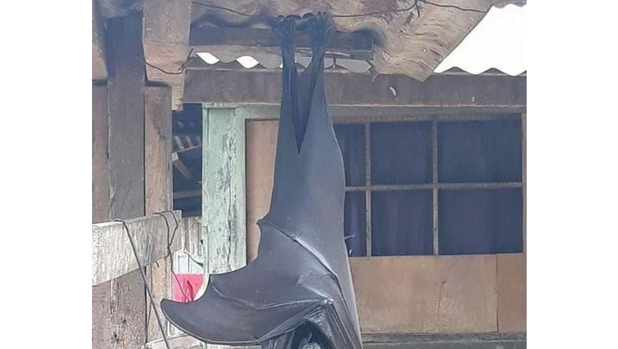 Morcego nas Filipinas