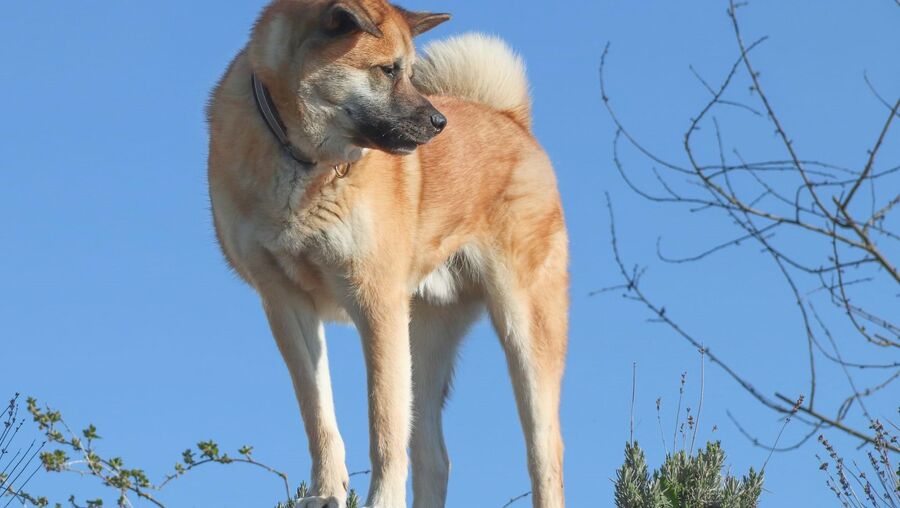 Cão de raça Akita