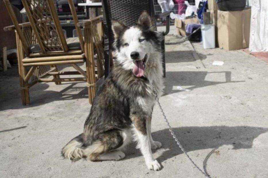 Husky siberiano resgatado dos escombros 23 dias após sismo na Turquia