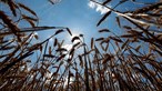 Roménia pede a Kiev medidas para limitar exportações de cereais para o seu território