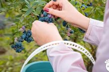 2023-04-03_14_53_01 Mirtilo2.jpg