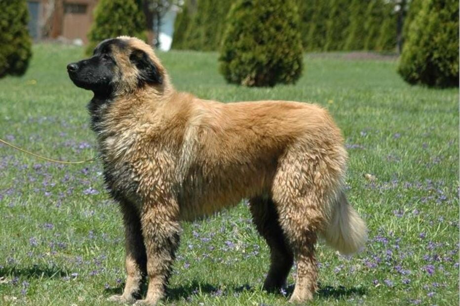Cão da serra da estrela