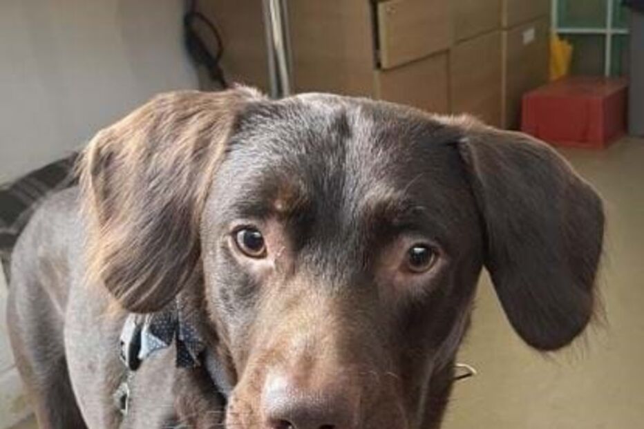 Coco, cão que sofria sintomas de privação de álcool