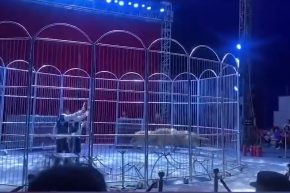 Leões fogem de um espetáculo de circo na China e causam pânico