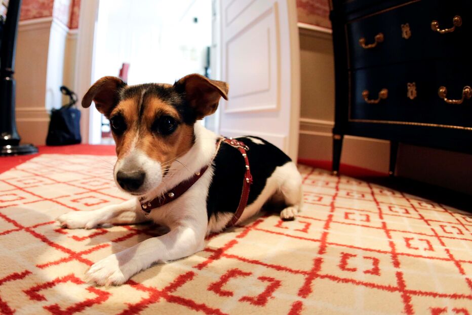 Cão da raça Jack Russel