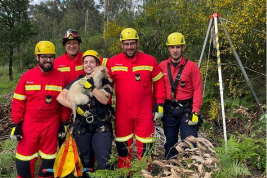 Bombeiros de Freamunde resgatam cadela de poço 