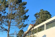 Árvore de grande porte cai sobre o telhado das novas instalações da GNR de Fânzeres