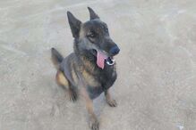 Cão