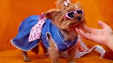 “Sempre gostou muito de posar para as fotos”: Conheça ‘pet influencer’ Rosinha