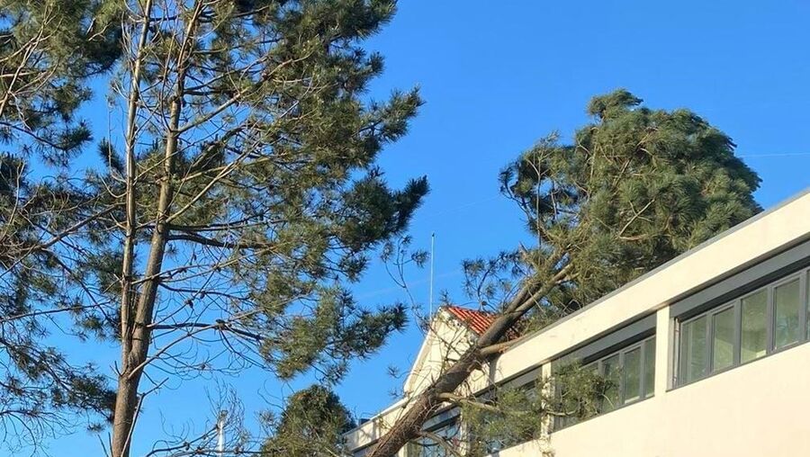 Árvore de grande porte cai sobre o telhado das novas instalações da GNR de Fânzeres