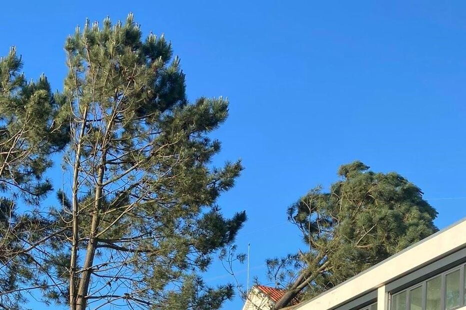 Árvore de grande porte cai sobre o telhado das novas instalações da GNR de Fânzeres