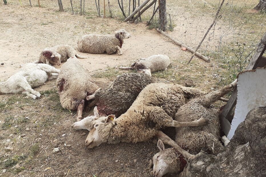 Alguns dos animais mortos