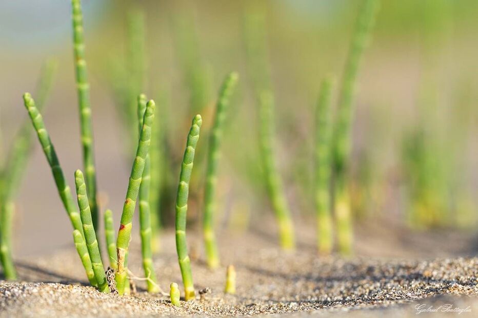 Halófita Sarcocornia perennis