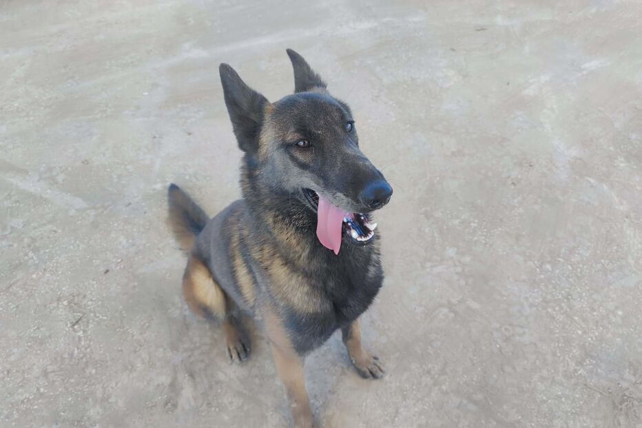 Cão