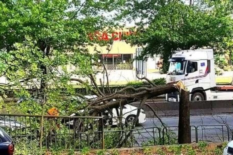 Queda de árvore lança o caos no trânsito em Braga