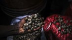 Crise do caju traz de novo a fome à Guiné-Bissau 