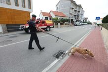 GNR faz buscas para encontrar idoso desaparecido de lar em Oliveira do Hospital