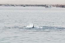 Jovem atacado por tubarão-tigre