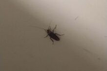 Barata na base de ambulâncias do INEM no Hospital de Faro