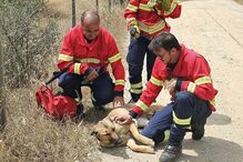 Bombeiros Mistos de Grândola salvam cadela presa em parede de antiga pedreira