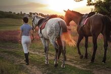 equitação, centro hípico, cavalos, Vila do Conde